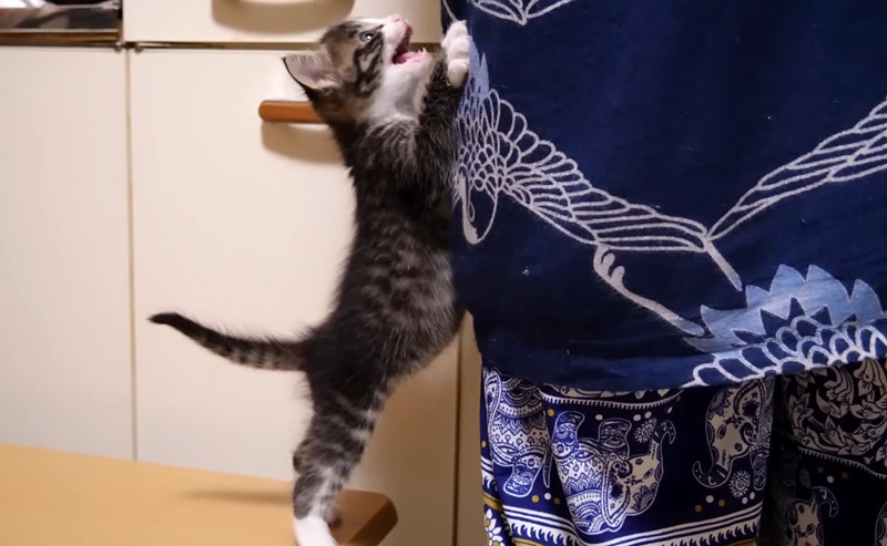 ご飯が食べたい子猫