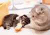 母猫に捕まった子猫