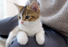 膝にくっつく子猫