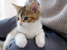 膝にくっつく子猫
