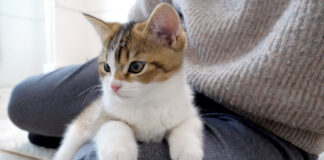 膝にくっつく子猫