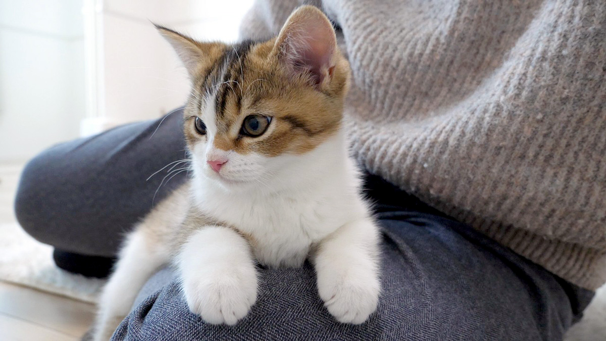 ママ猫に舐められてる赤ちゃん猫を羨ましく思った子猫が可愛い行動に出