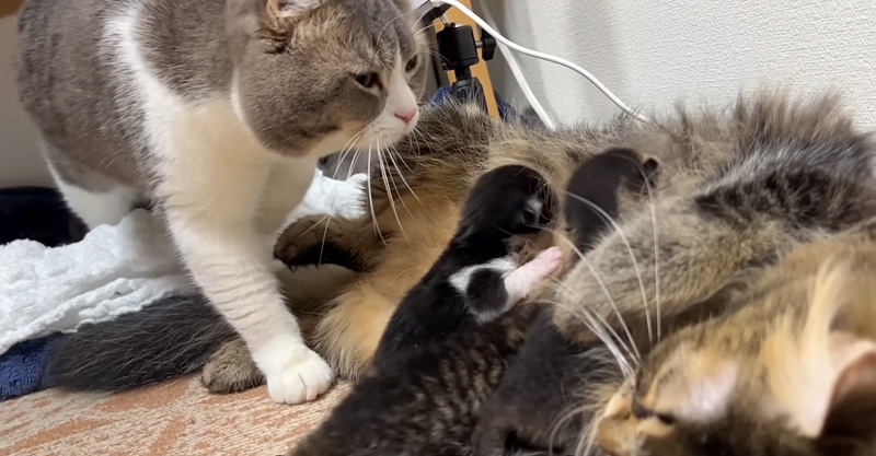 猫の親子