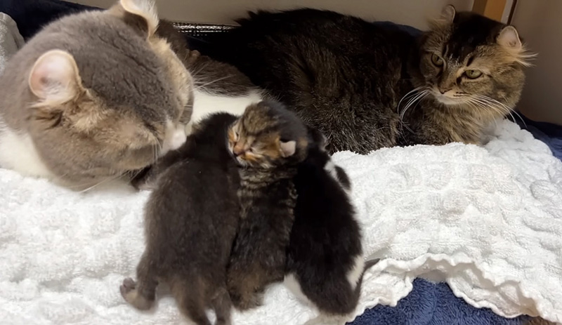 子猫達の世話をする父猫