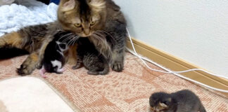 子猫達の世話をする母猫