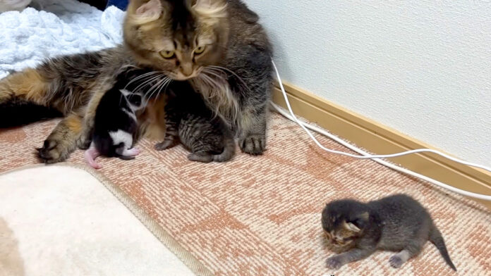 子猫達の世話をする母猫