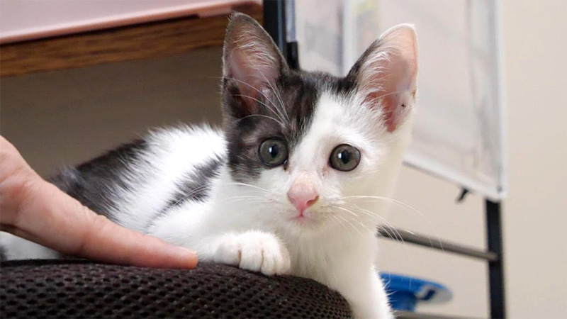 保護された子猫