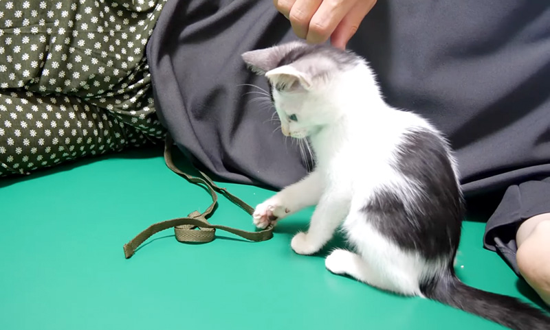遊ぶ子猫