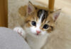 飼い主さんの膝に手をかける子猫