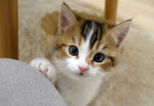 飼い主さんの膝に手をかける子猫