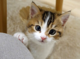 飼い主さんの膝に手をかける子猫