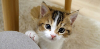 飼い主さんの膝に手をかける子猫