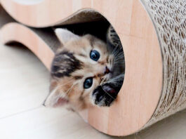 朝の挨拶をする子猫