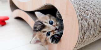 朝の挨拶をする子猫