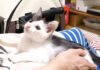 遊びに誘う子猫