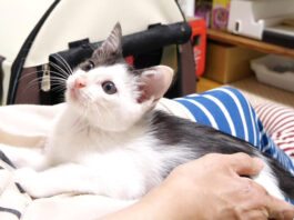 遊びに誘う子猫