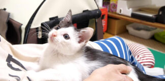 遊びに誘う子猫