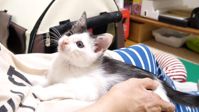 遊びに誘う子猫