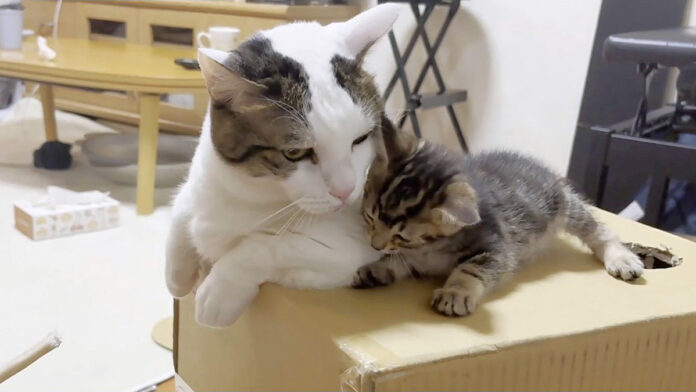 ダンボール箱で思い出作りをする子猫