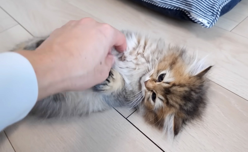 飼い主さんと遊ぶ子猫