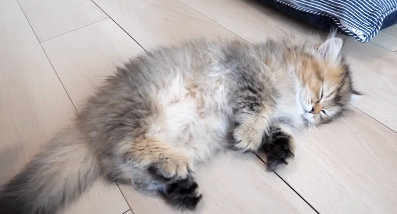 突然眠る子猫