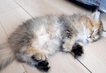 遊んでいたのに突然眠る子猫