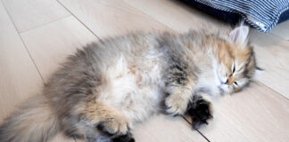 遊んでいたのに突然眠る子猫