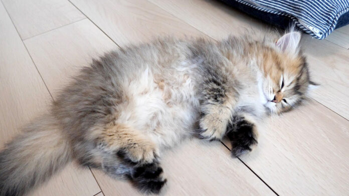 遊んでいたのに突然眠る子猫
