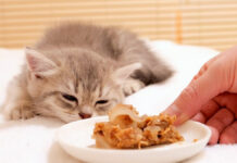 爆睡中の子猫の前にご飯を置く