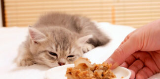 爆睡中の子猫の前にご飯を置く