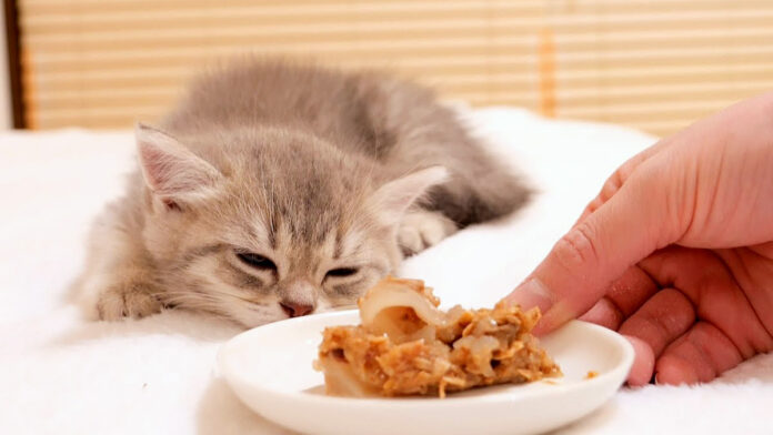 爆睡中の子猫の前にご飯を置く