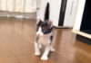 ボワボワになった子猫