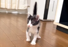 ボワボワになった子猫