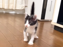 ボワボワになった子猫