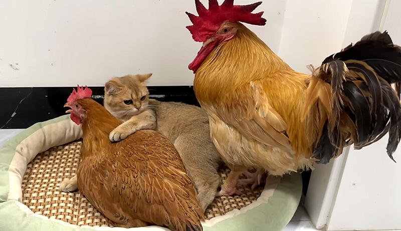 めんどりを抱きしめる子猫