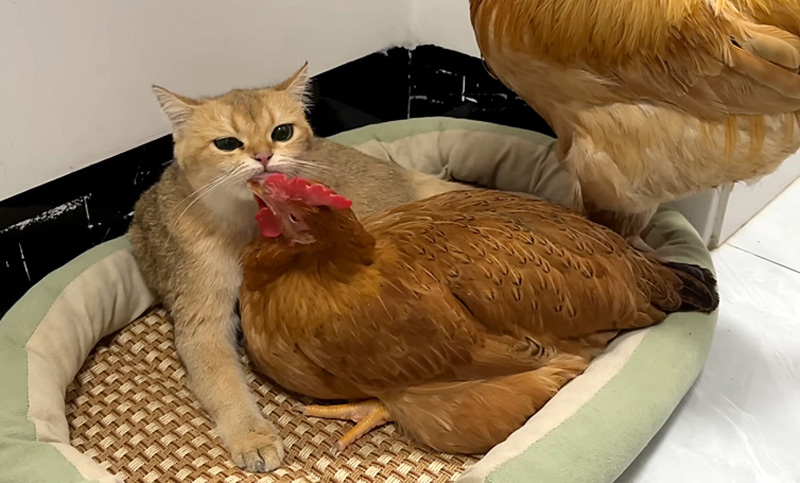 めんどりを毛づくろいする子猫