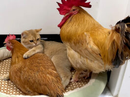 めんどりを抱きしめる子猫