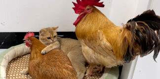 めんどりを抱きしめる子猫