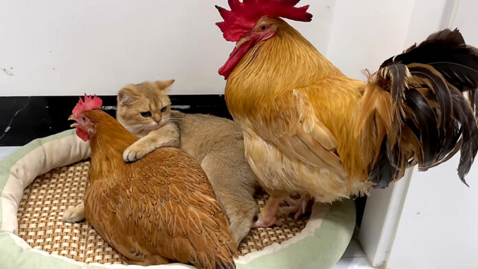 めんどりを抱きしめる子猫