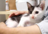 ママの抱っこにご機嫌な表情になる保護子猫。すっかり家猫生活を受け入れた姿にホッとする♡ 抱っこされてご機嫌な子猫