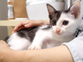 抱っこされてご機嫌な子猫