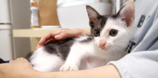 抱っこされてご機嫌な子猫