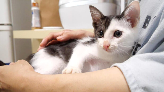 dakkogokigen_neko_title 抱っこされてご機嫌な子猫