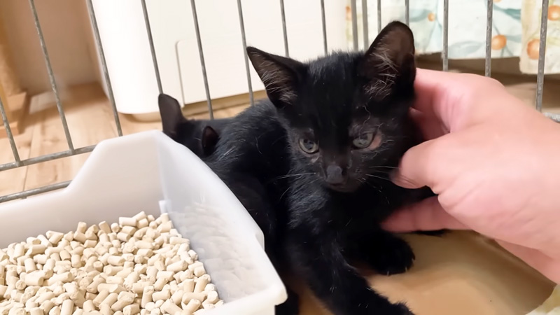 ナデナデされる子猫達