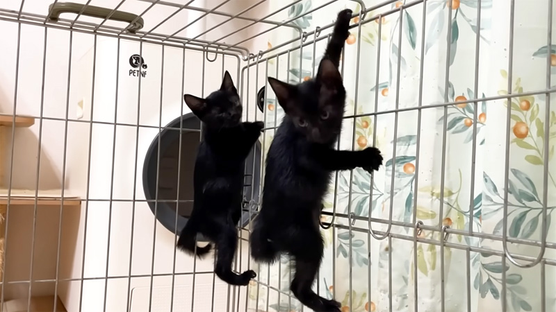 脱走する子猫