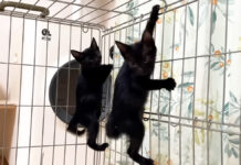脱走する子猫