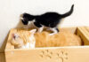 子猫に何度踏まれても眠り続ける先住猫。子猫達がドタバタ遊んでいても気にしない様子にホッコリ♡ 先住猫を踏んづける子猫