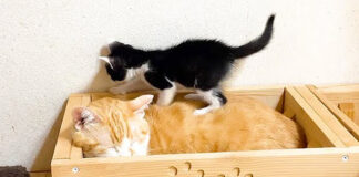 先住猫を踏んづける子猫