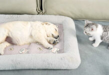 眠っている子犬を見つけた子猫。どうしてもかまって欲しくて可愛すぎる行動に出た♡ 寝ている子犬を見つけた子猫