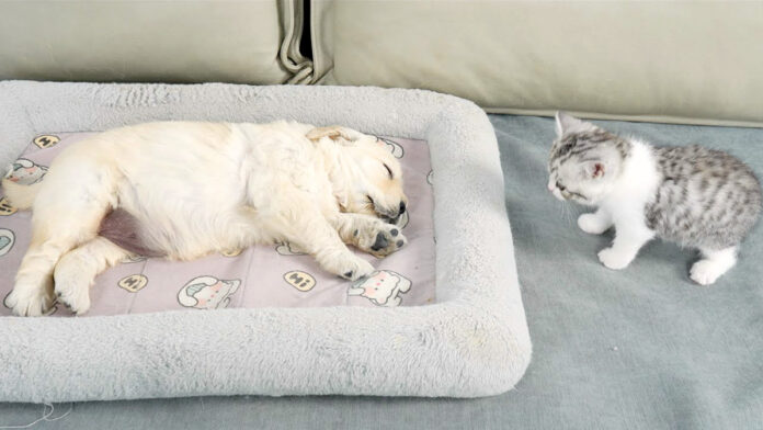 寝ている子犬を見つけた子猫